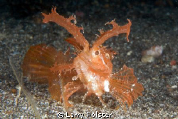 Ambon Scorpion Fish, Lembeh ... D300-60mm by Larry Polster 